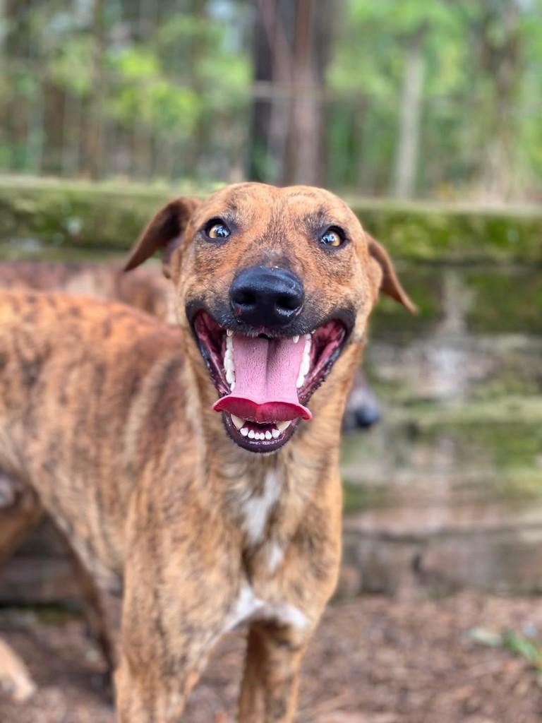 Vladimir, cachorro de porte médio para adoção em Porto Alegre - RS