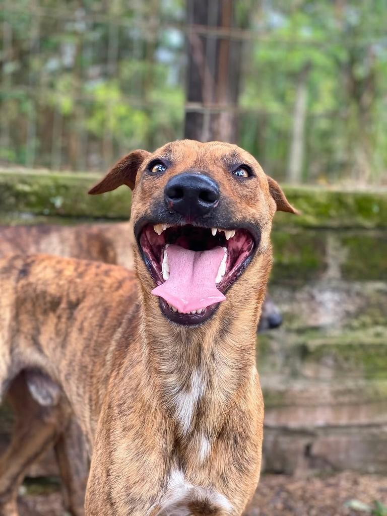 Vladimir, cachorro de porte médio para adoção em Porto Alegre - RS — foto 2 de 5
