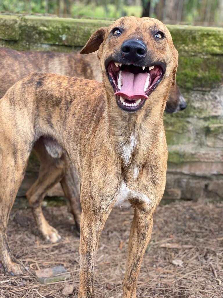 Vladimir, cachorro de porte médio para adoção em Porto Alegre - RS — foto 3 de 5