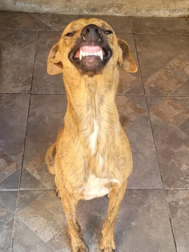 Vladimir, cachorro de porte médio para adoção em Porto Alegre - RS — foto 4 de 5