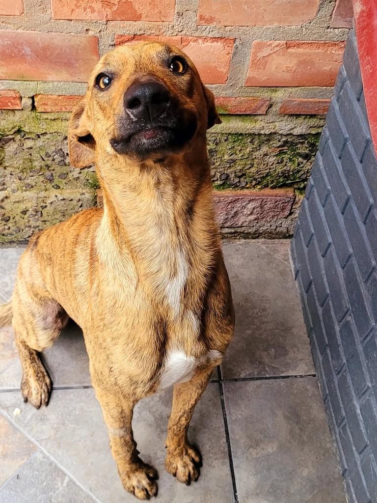 Vladimir, cachorro de porte médio para adoção em Porto Alegre - RS — foto 5 de 5