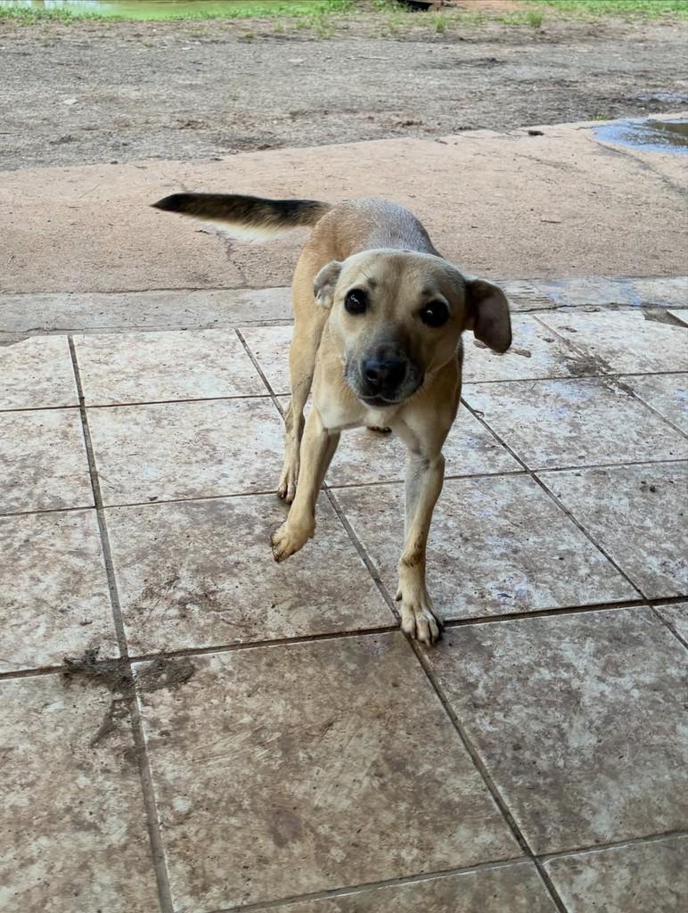 Susu, cadela de porte médio para adoção em Porto Alegre - RS — foto 3 de 3