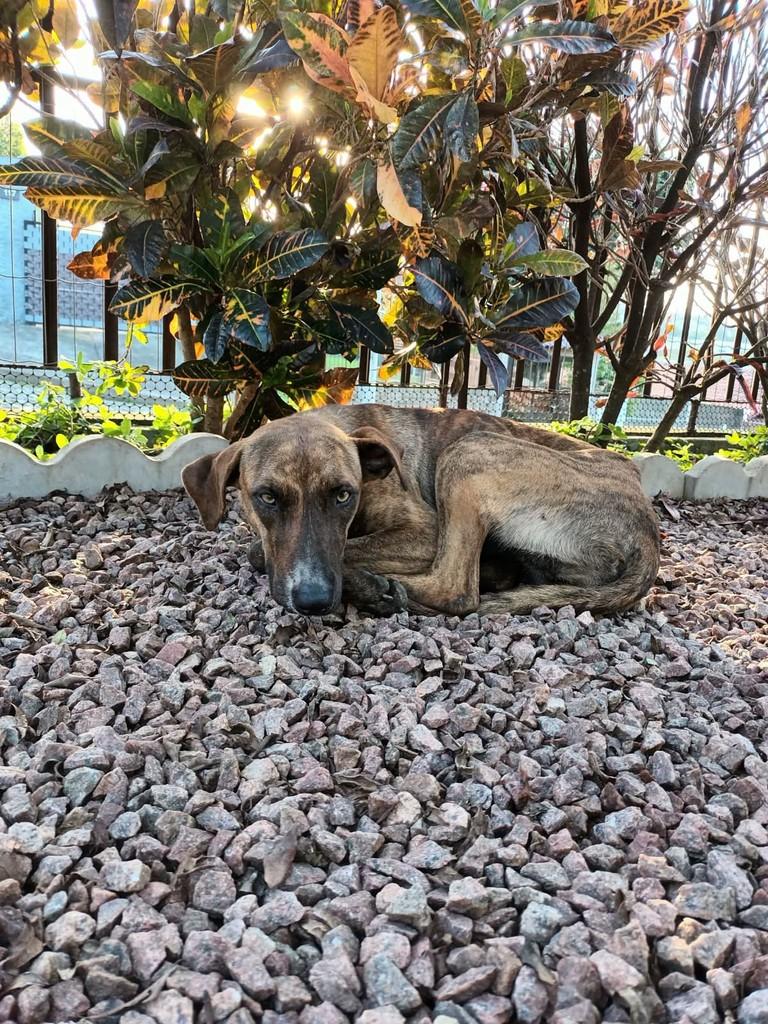 Vanda, cadela de porte médio para adoção em Porto Alegre - RS — foto 2 de 6