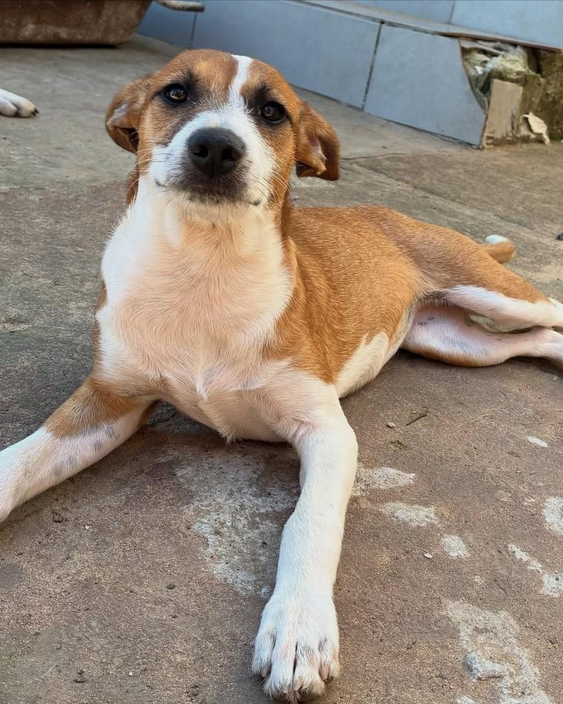 Samanta, cadela de porte médio para adoção em Porto Alegre - RS — foto 5 de 8