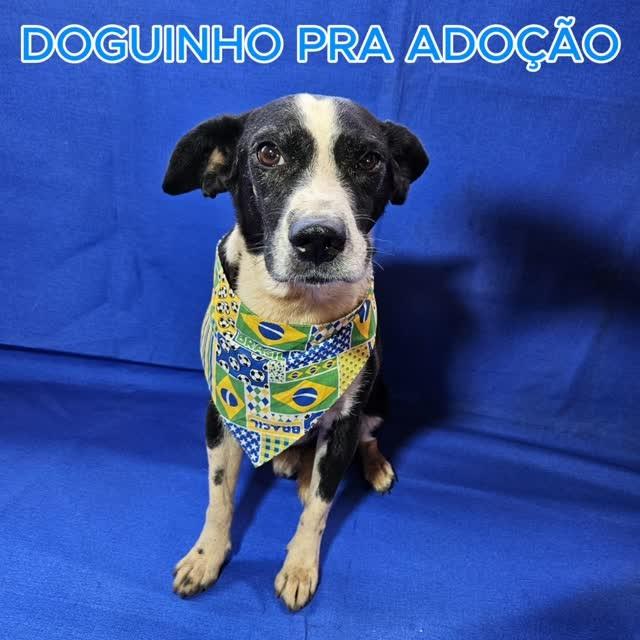 Barão, cachorro de porte médio para adoção em Uberlândia - MG