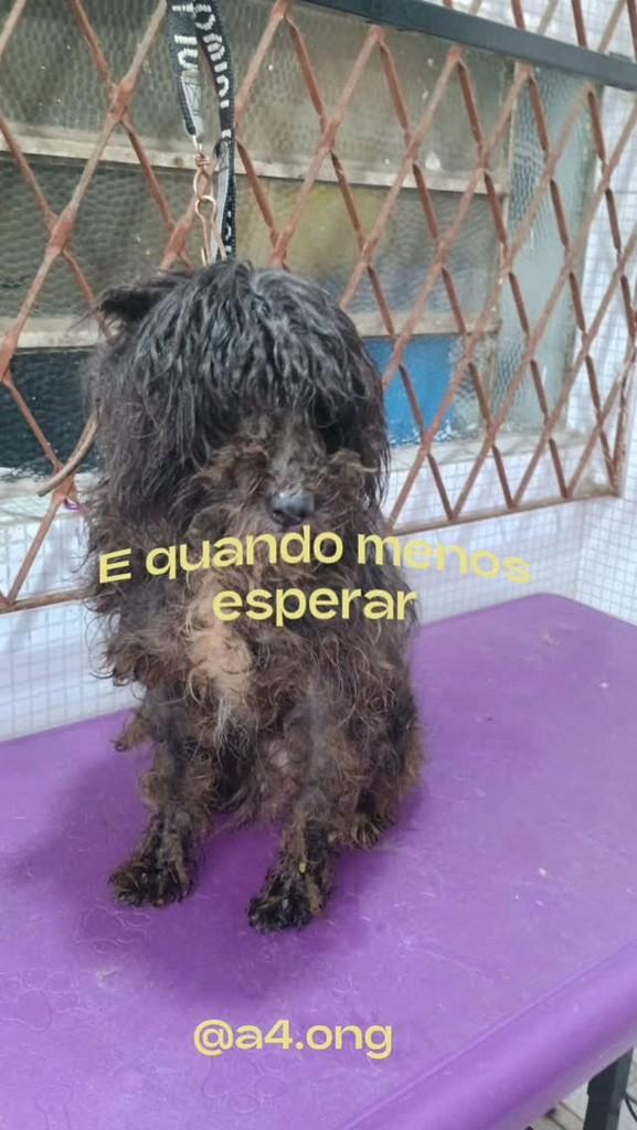 Thor, cachorro de porte pequeno para adoção em Campina Grande - PB