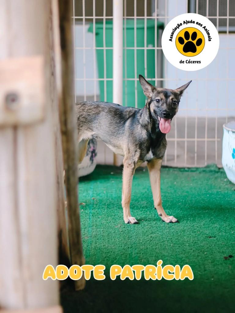 Patrícia, cachorro de porte médio para adoção em Cáceres - MT