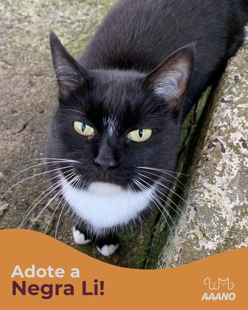 Negra Li, gata de porte médio para adoção em Nova Odessa - SP