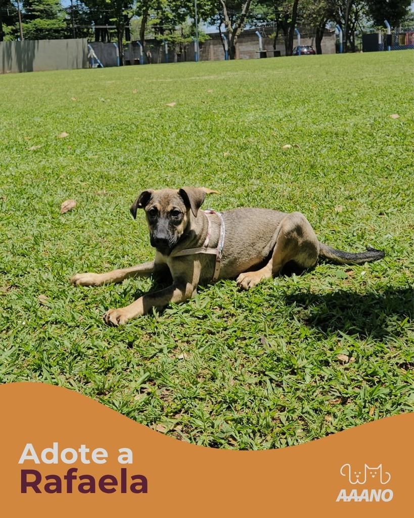 Rafaela, cadela de porte médio para adoção em Nova Odessa - SP