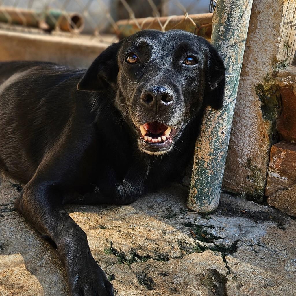 Tereza, cachorro de porte médio para adoção em Nova Odessa - SP