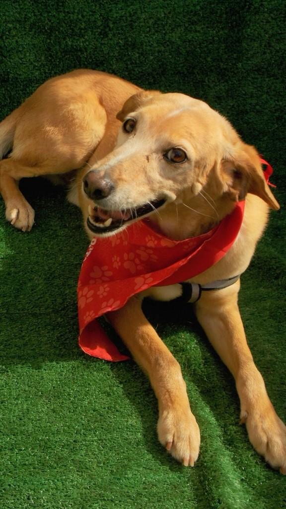 Nero, cachorro de porte médio para adoção em Nova Odessa - SP