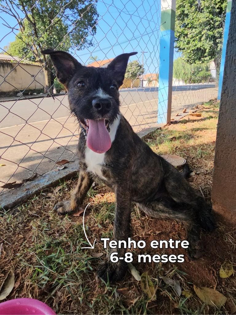 Katrina, cadela de porte médio para adoção em Nova Odessa - SP