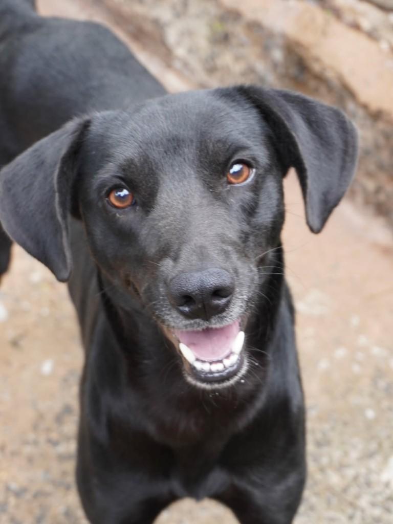 Amendoim, cachorro de porte médio para adoção em Nova Odessa - SP