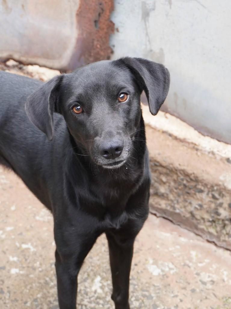 Amendoim, cachorro de porte médio para adoção em Nova Odessa - SP — foto 2 de 6
