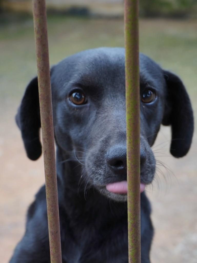 Amendoim, cachorro de porte médio para adoção em Nova Odessa - SP — foto 3 de 6