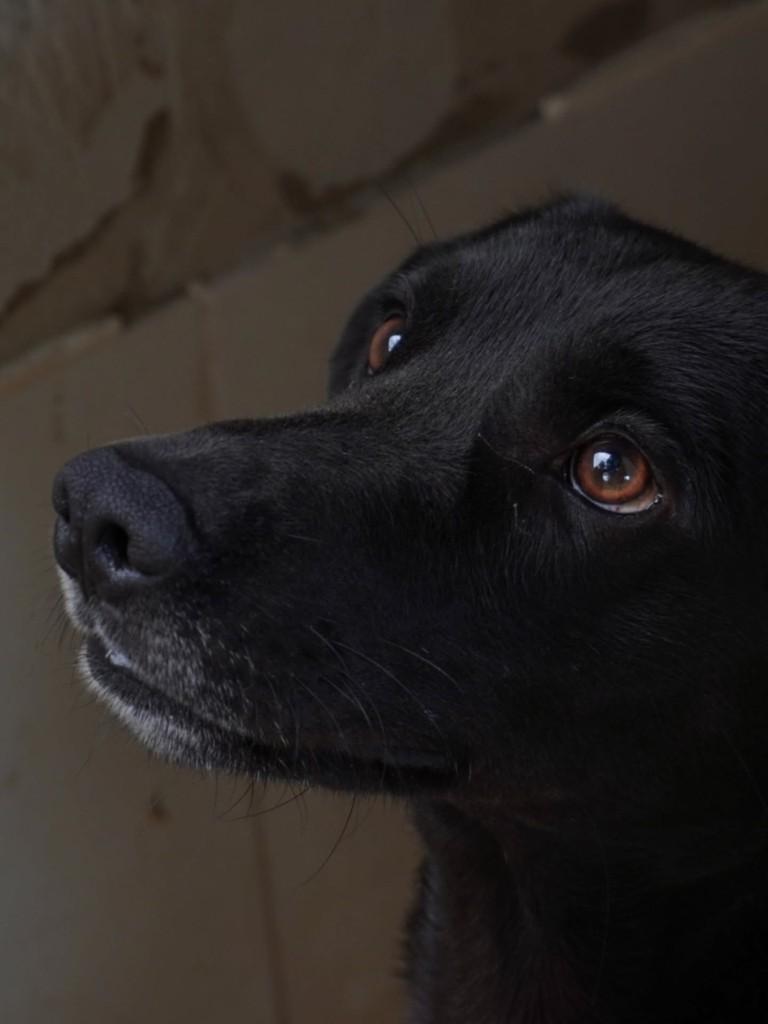 Amendoim, cachorro de porte médio para adoção em Nova Odessa - SP — foto 4 de 6