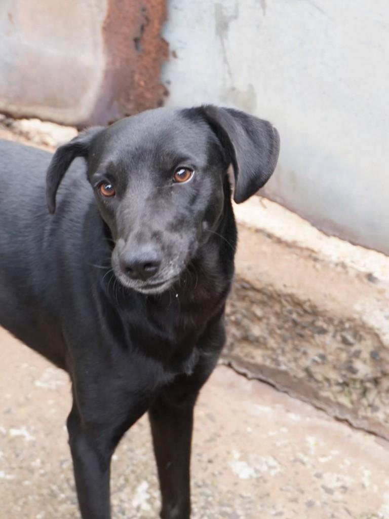Amendoim, cachorro de porte médio para adoção em Nova Odessa - SP — foto 5 de 6