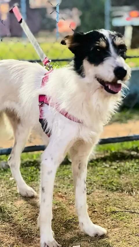 Frida, cadela de porte médio para adoção em Nova Odessa - SP