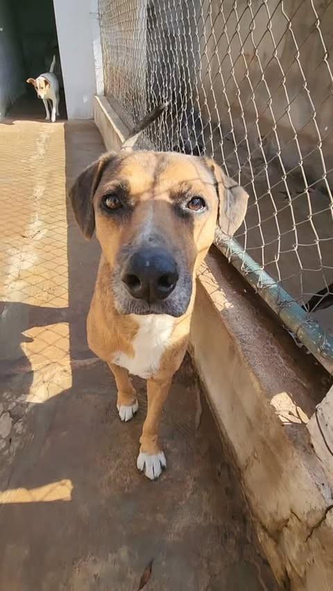 Max, cachorro de porte grande para adoção em Nova Odessa - SP