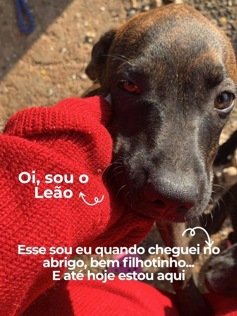 Leão, cachorro de porte médio para adoção em Nova Odessa - SP