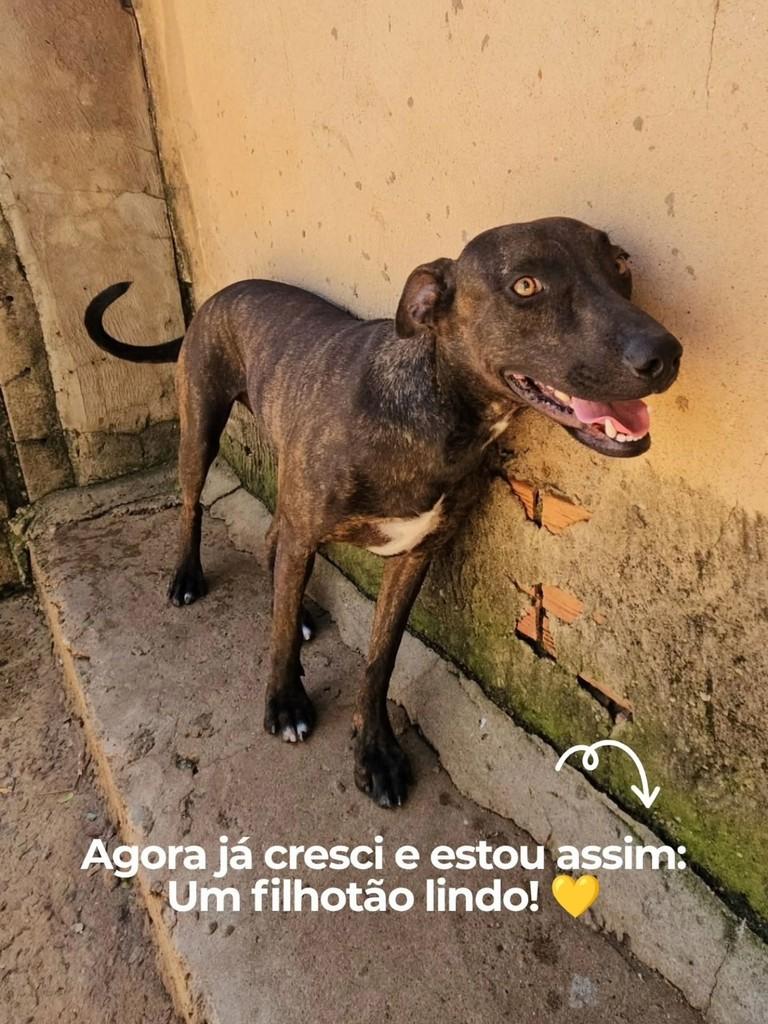 Leão, cachorro de porte médio para adoção em Nova Odessa - SP — foto 2 de 2