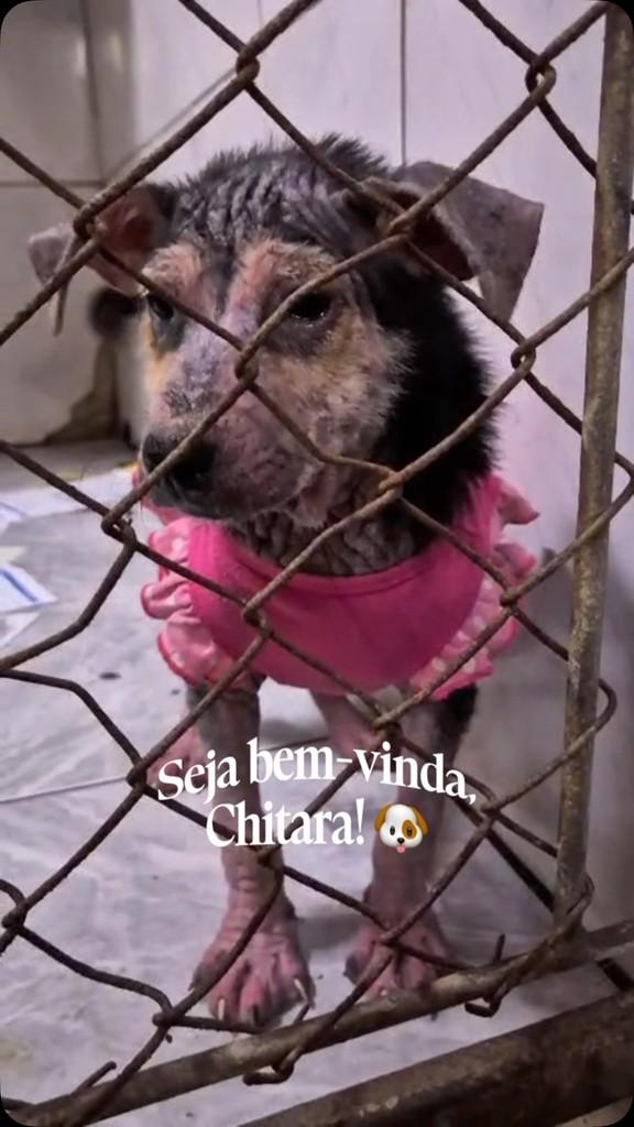 Chitara, cachorro de porte pequeno para adoção em Praia Grande - SP