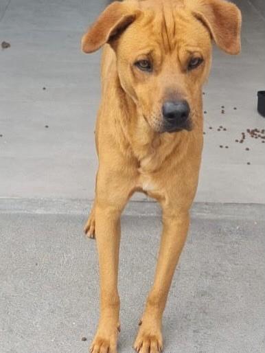 Grandão, cachorro de porte médio para adoção em Palmeira - PR