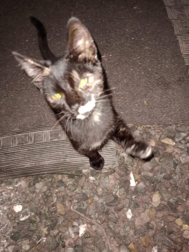 Pretinha, gata de porte pequeno para adoção em Palmeira - PR