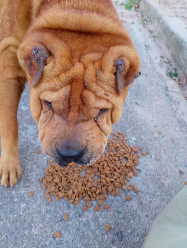 Lindão, cachorro de porte médio para adoção em Palmeira - PR