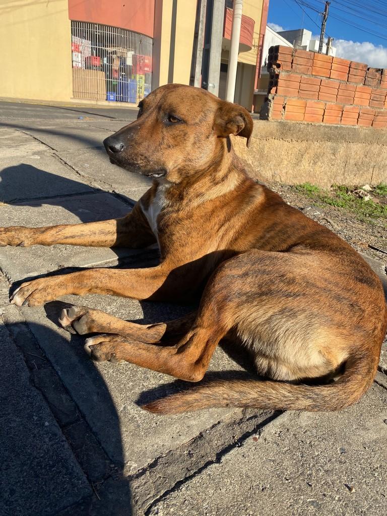Tigre, cachorro de porte médio para adoção em Palmeira - PR