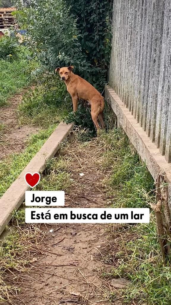 Jorge, cachorro de porte pequeno para adoção em Palmeira - PR
