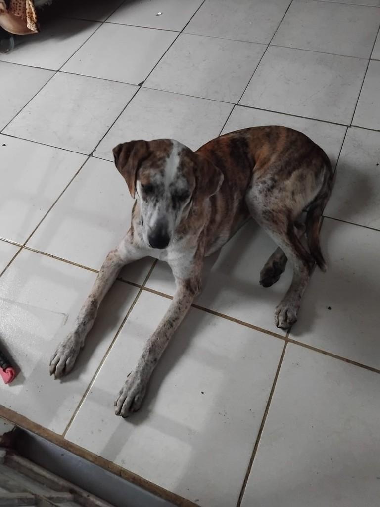 Celeste, cadela de porte médio para adoção em Palmeira - PR — foto 2 de 3