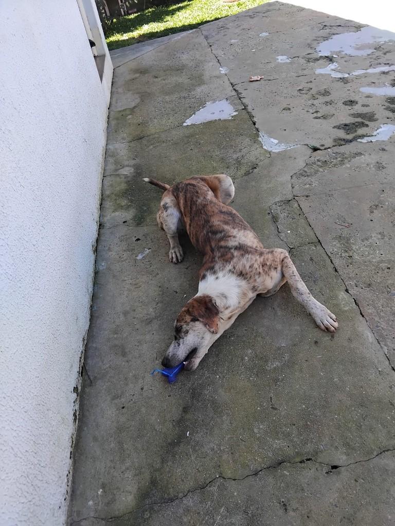 Celeste, cadela de porte médio para adoção em Palmeira - PR — foto 3 de 3