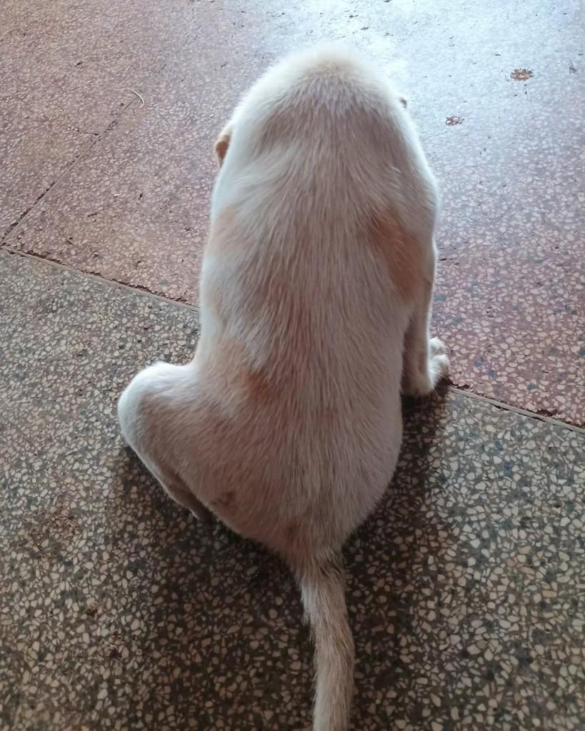 Duque, cachorro de porte pequeno para adoção em Itapeva - SP