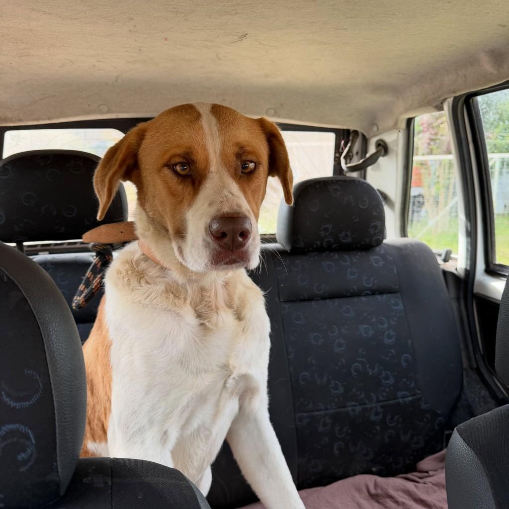 Arthur, cachorro de porte médio para adoção em Nova Prata - RS
