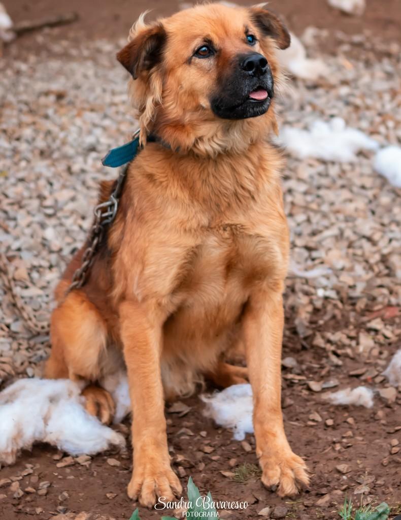 Pirata, cachorro de porte médio para adoção em Nova Prata - RS