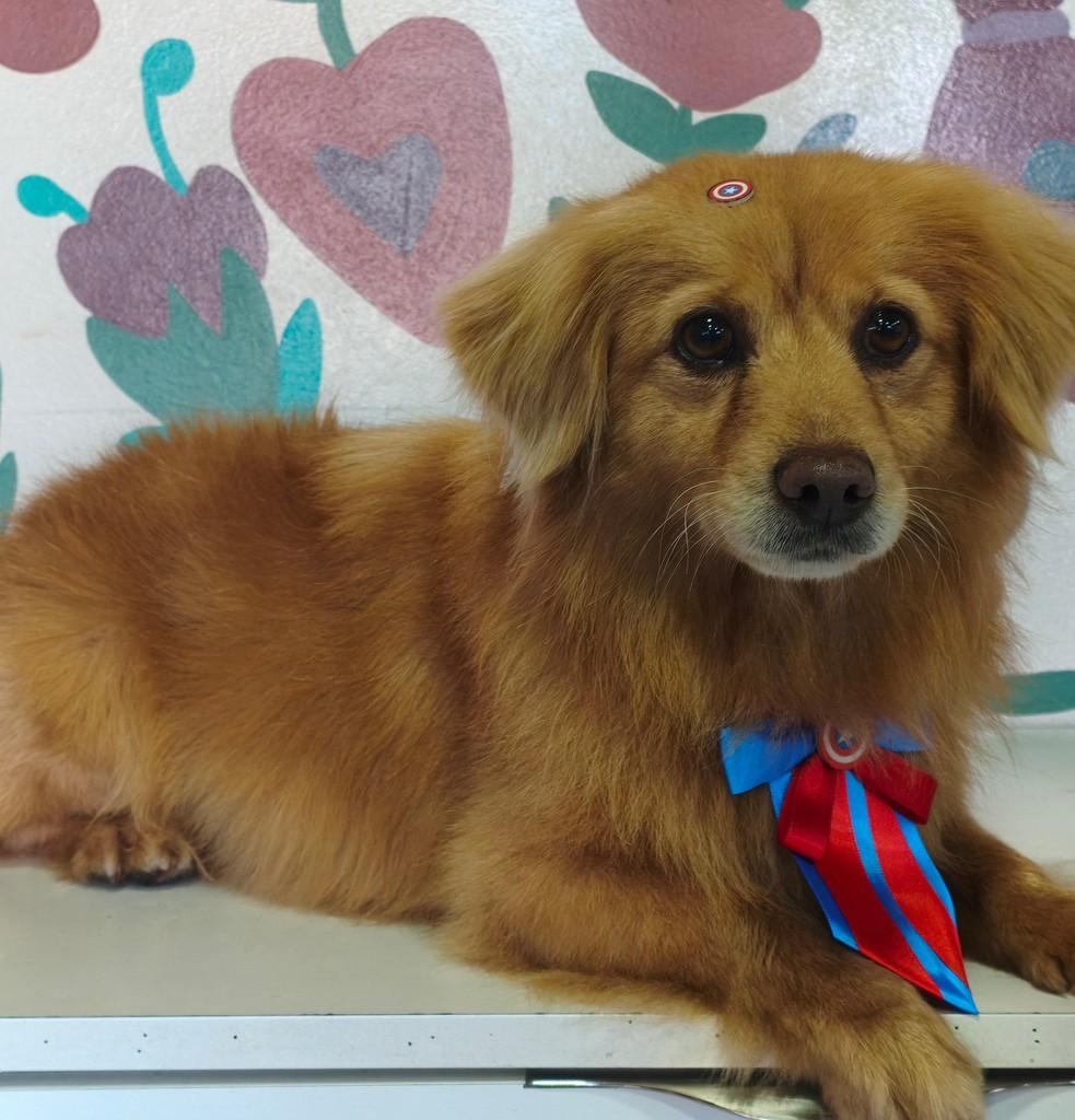 Mocinho, cachorro de porte pequeno para adoção em Nova Prata - RS