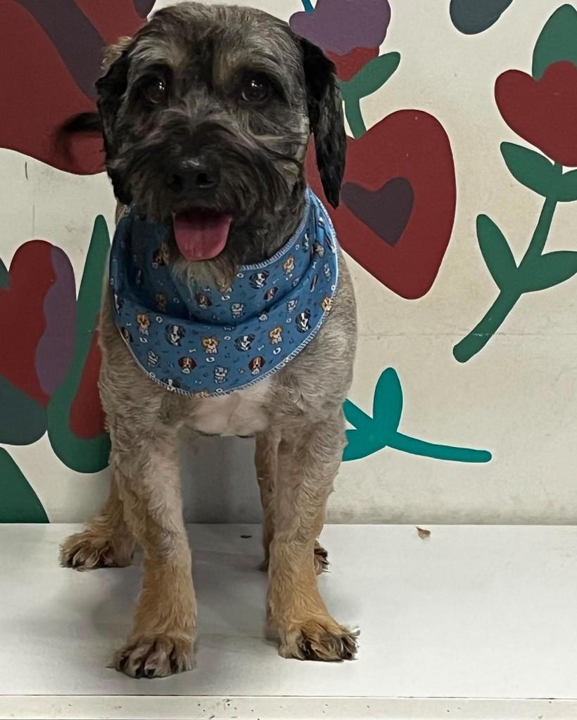 Marmaduke, cachorro de porte pequeno para adoção em Nova Prata - RS