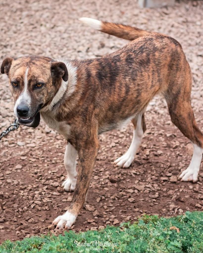 Lola, cadela de porte médio para adoção em Nova Prata - RS