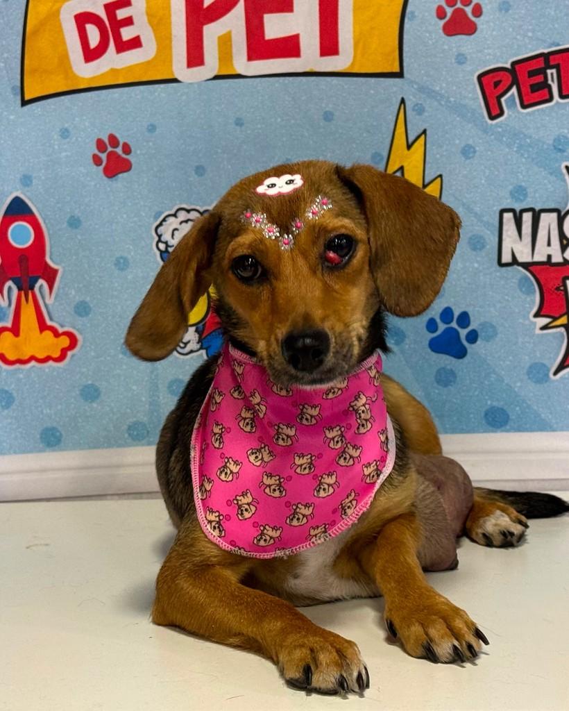 Luna, cadela de porte pequeno para adoção em Nova Prata - RS