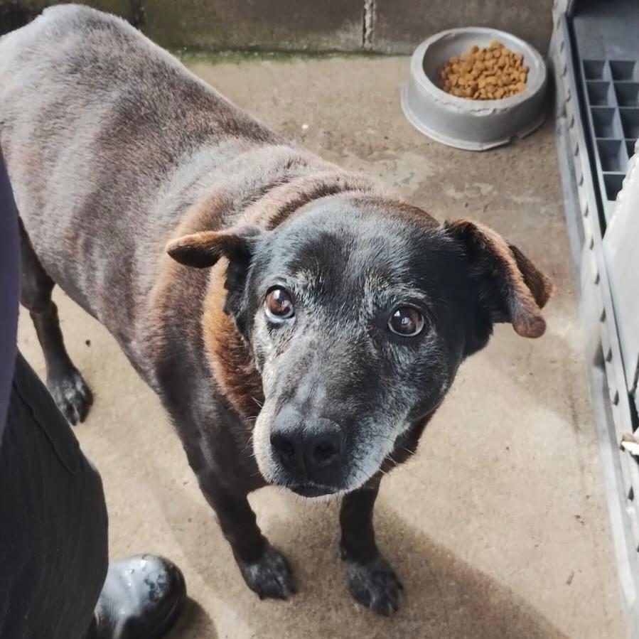 Lilica, cachorro de porte médio para adoção em Nova Prata - RS