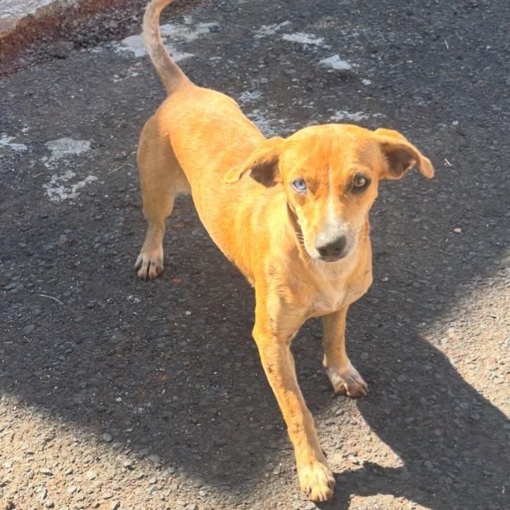 Feminha, cadela de porte pequeno para adoção em Morrinhos - GO