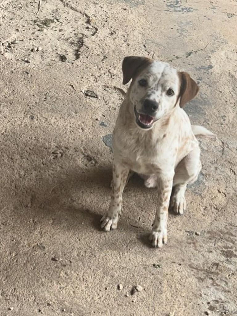 Red Heller, cachorro de porte médio para adoção em Morrinhos - GO