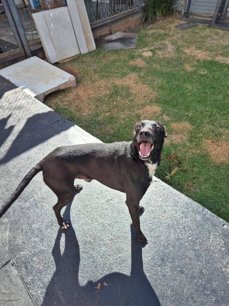 Negão, cachorro de porte médio para adoção em Dourados - MS