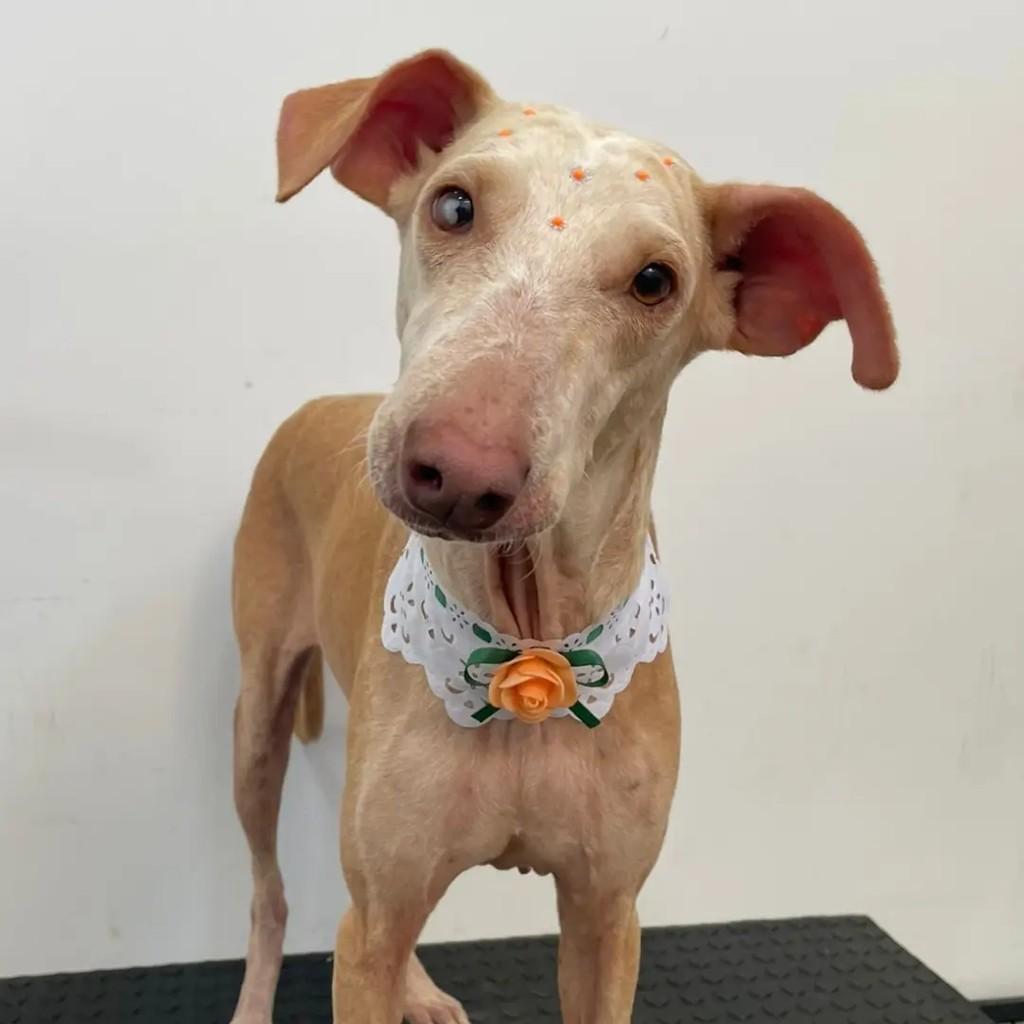 Nina, cachorro de porte médio para adoção em Dourados - MS