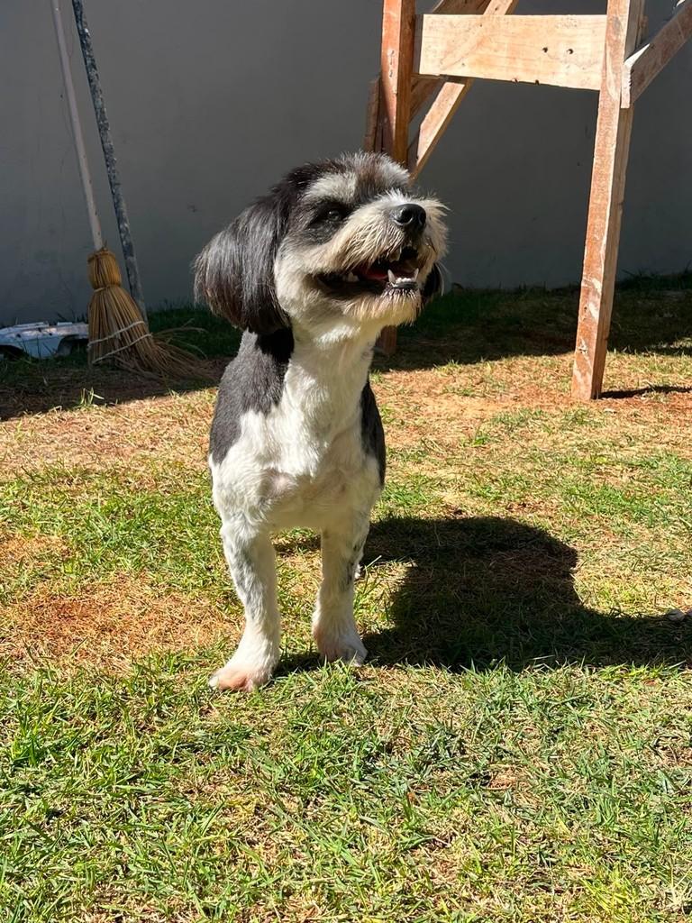 Pedrinho, cachorro de porte pequeno para adoção em Dourados - MS
