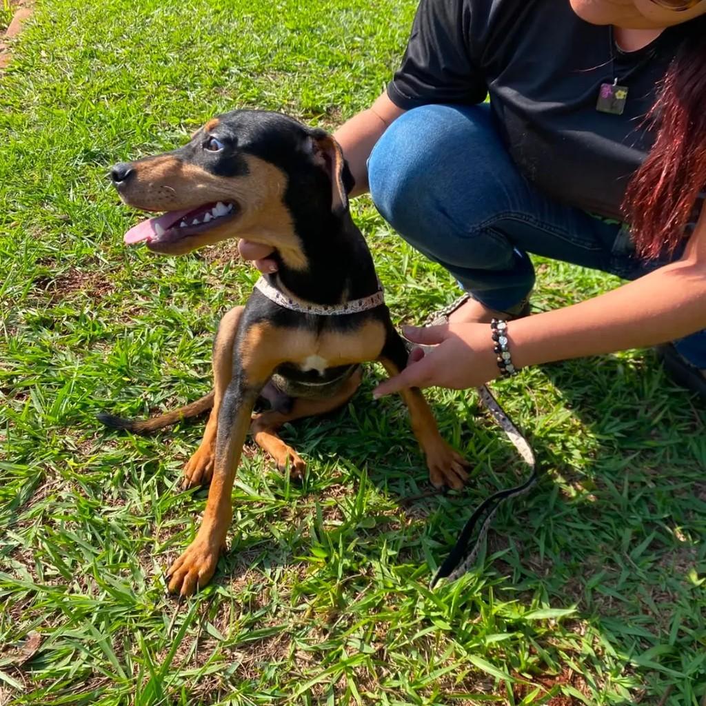 Shell, cachorro de porte pequeno para adoção em Dourados - MS