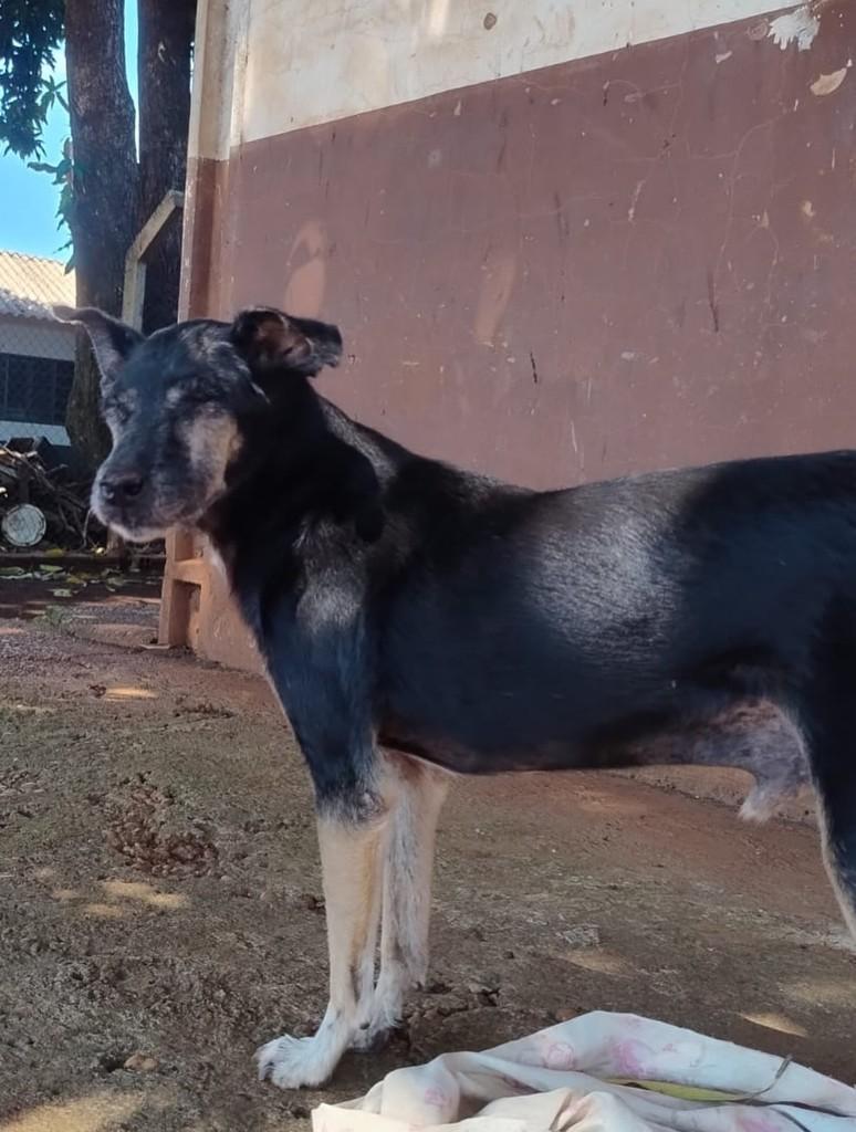 Jake, cachorro de porte médio para adoção em Dourados - MS