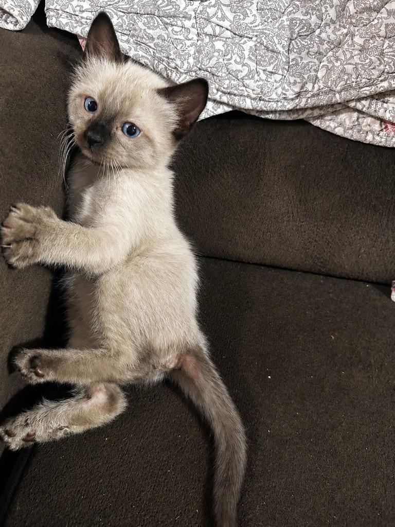 Nenês, gata de porte pequeno para adoção em Dourados - MS