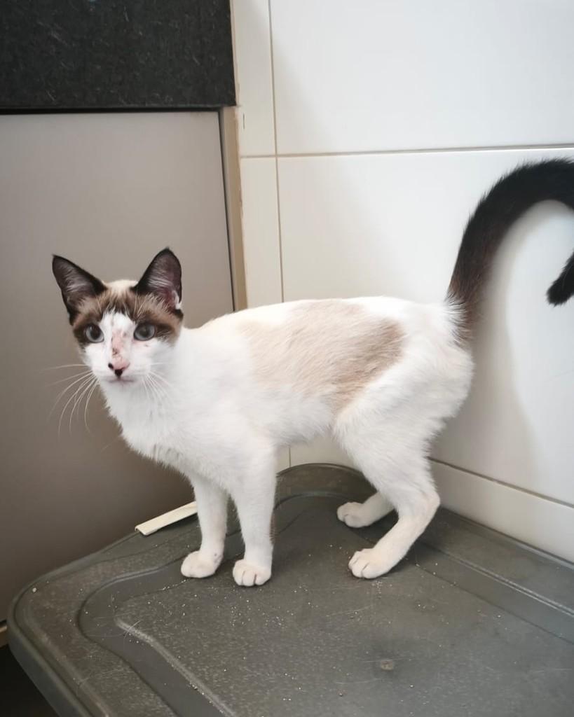 Princesinha, gata de porte pequeno para adoção em Rio das Ostras - RJ